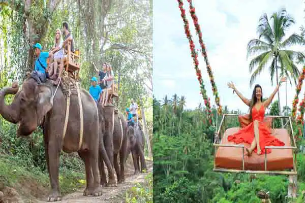 elephant ride swing tour